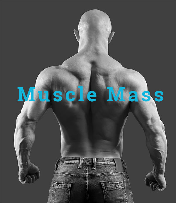 A picture of a fit back representing muscle mass
